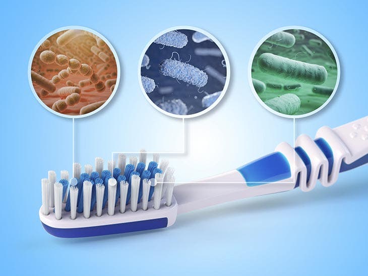 The toothbrush is a nest of bacteria.