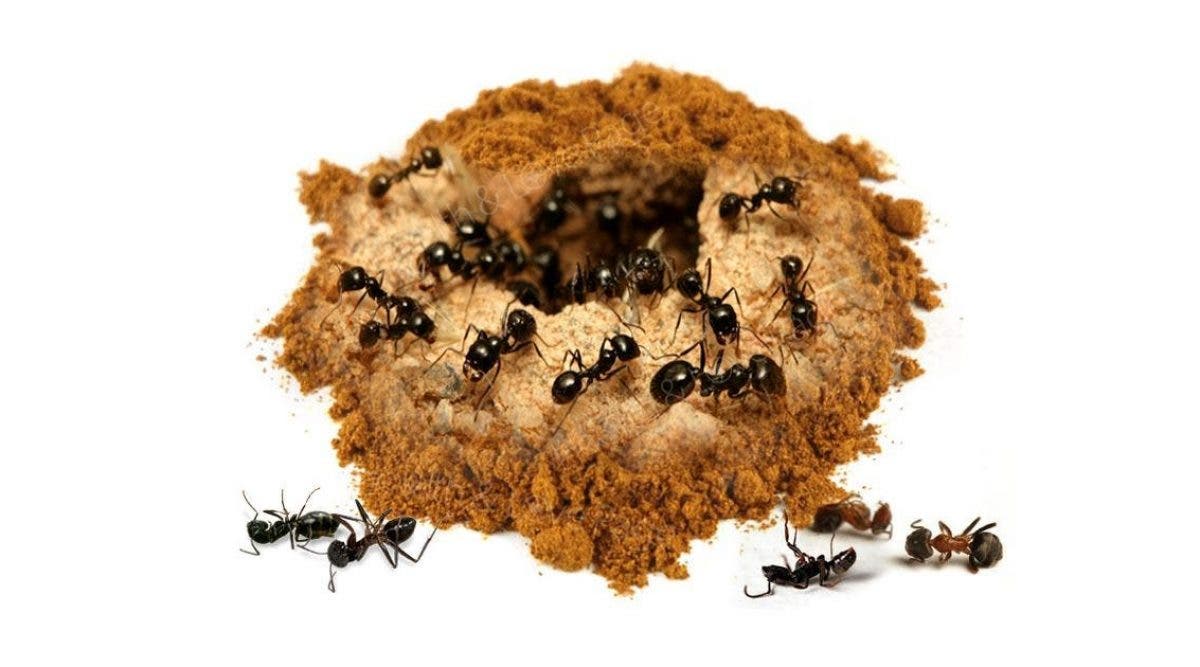 La cannelle vous aidera à vous débarrasser des fourmis pour toujours