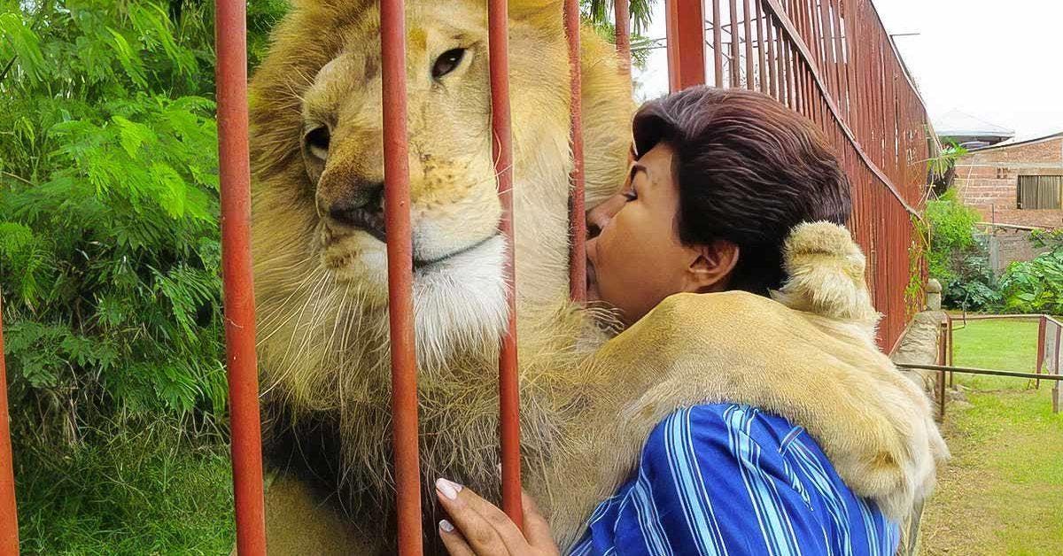 La femme qui a sauvé un lion avant qu’il ne quitte ce monde reçoit un adieu émouvant de sa part