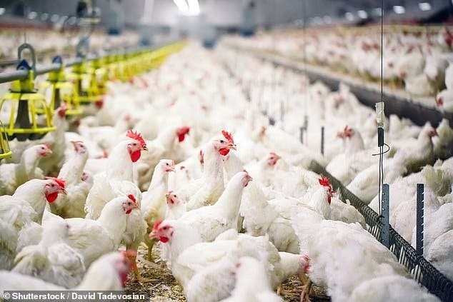 La grippe aviaire se répand dans les provinces chinoises