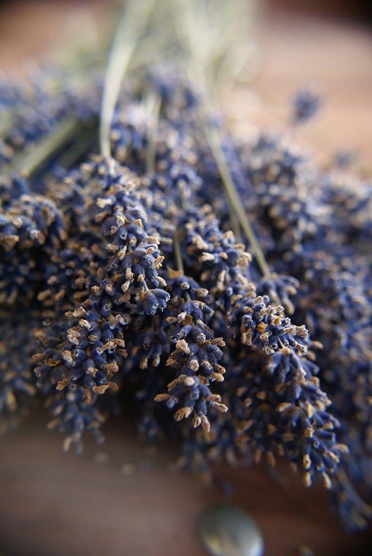 Lavanda como repelente natural de polillas