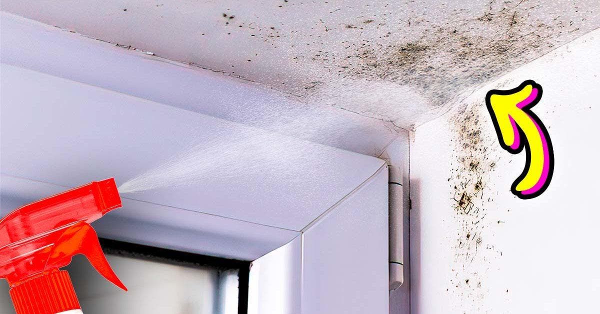 4 astuces pour enlever les moisissures autour des fenêtres
