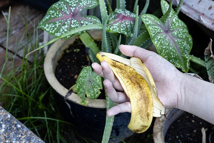 Cáscara de plátano como fertilizante para plantas