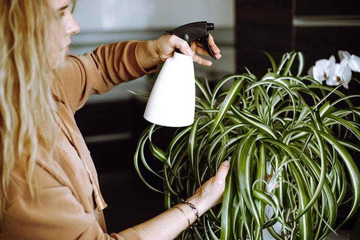 Moisissure à la base des plantes d'intérieur - Jardinier paresseux