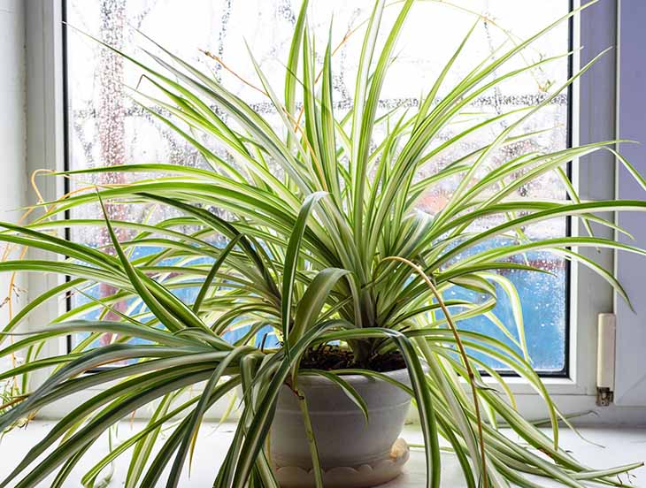 La plante araignée - source : spm La plante araignée - source : spm