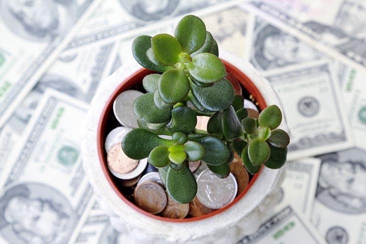 The money plant