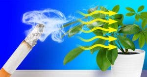 La plante qui absorbe la fumée de cigarette001