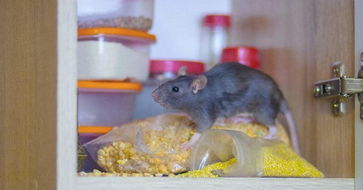 La principale raison pour laquelle les souris entrent dans votre maison et comment les en empêcher