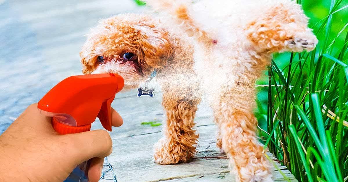 La recette du répulsif naturel pour empêcher les chiens d’uriner devant votre maison final