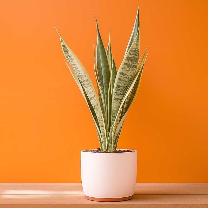 Sansevieria