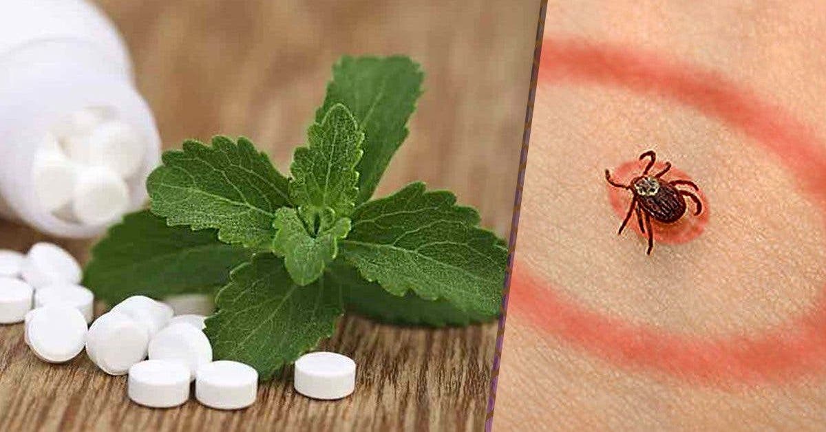 La stevia elimine la maladie de Lyme mieux que les antibiotiques 1
