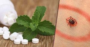La stevia elimine la maladie de Lyme mieux que les antibiotiques 1