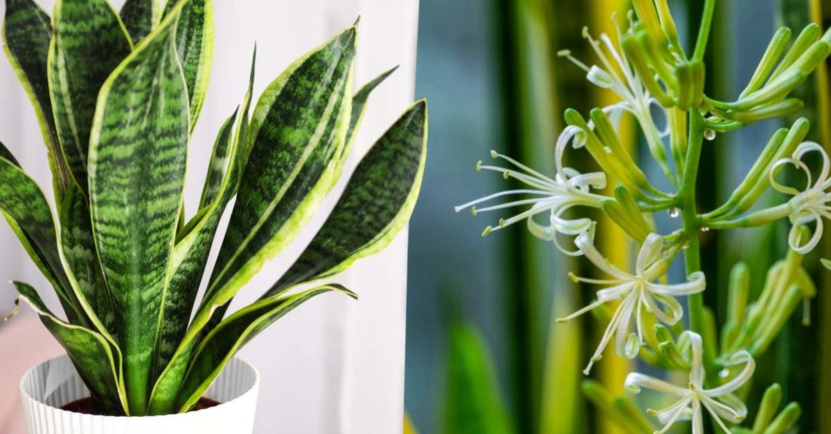 Langue de belle-mère Comment faire fleurir cette plante et faire durer son parfum plus longtemps