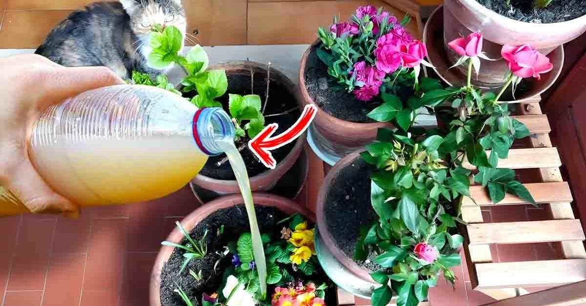 Plantes d'intérieurs : 10 engrais naturels à faire soi-même