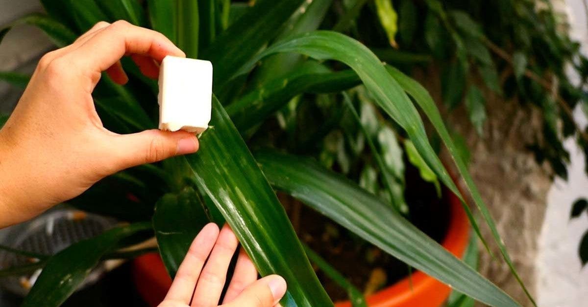 3 astuces pour éliminer la cochenille des plantes