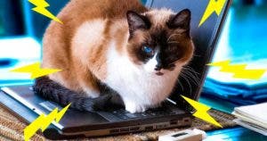 L’astuce de génie pour éloigner son chat de l’ordinateur portable-Récupéré001