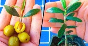 L’astuce de génie pour faire pousser un olivier à partir d’un noyau d’olive - rien de plus simple 02001