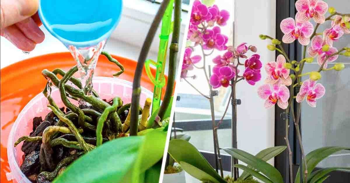 L'astuce de génie pour obtenir deux orchidées à partir d'une plante
