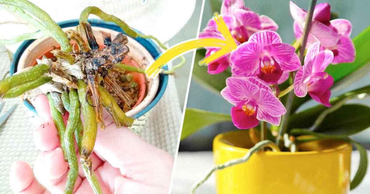 L'astuce de génie pour sauver une orchidée mourante facilement