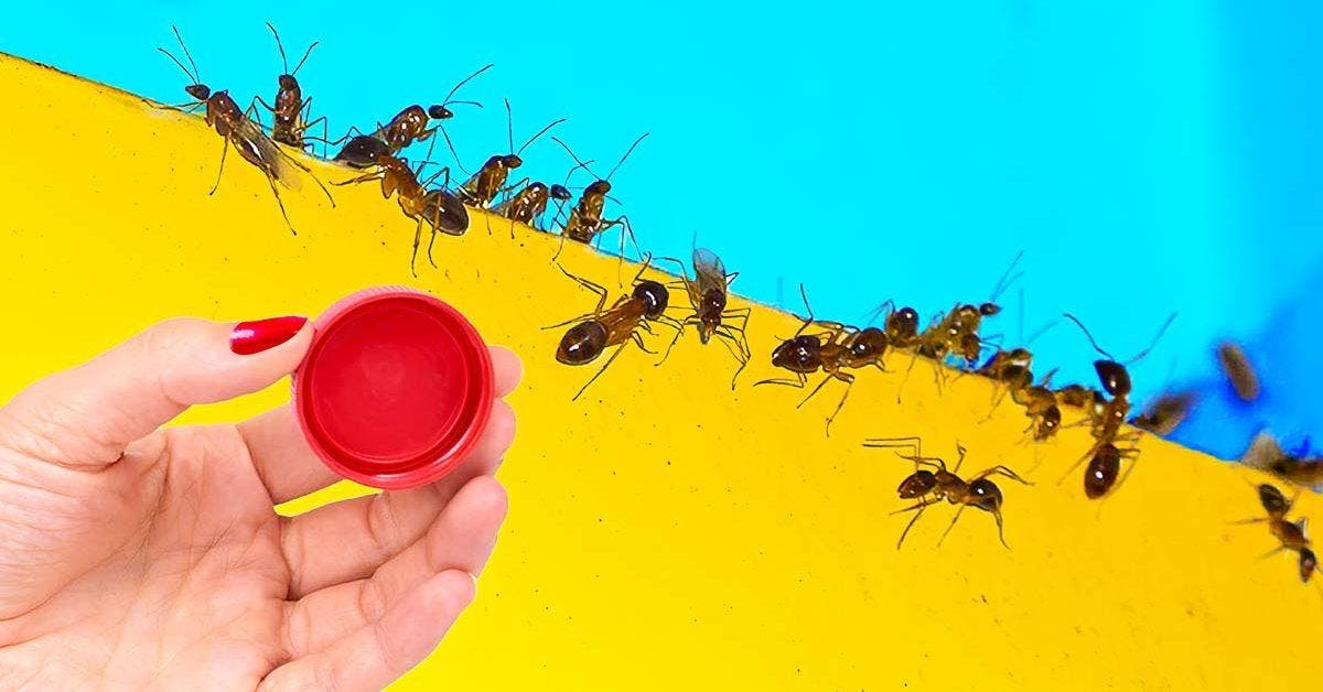 L’astuce de génie pour se débarrasser des fourmis à la maison - elles ne reviendront plus_