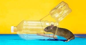 L’astuce de génie pour se débarrasser des souris à la maison : une bouteille suffit