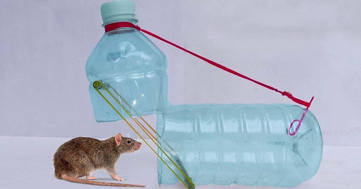 L’astuce de la bouteille, pour se débarrasser des souris de la maison