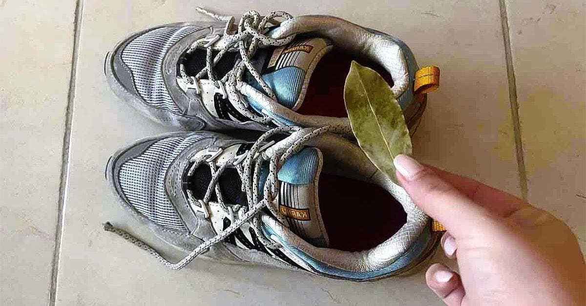 L’astuce des feuilles de laurier pour enlever les mauvaises odeurs des chaussures