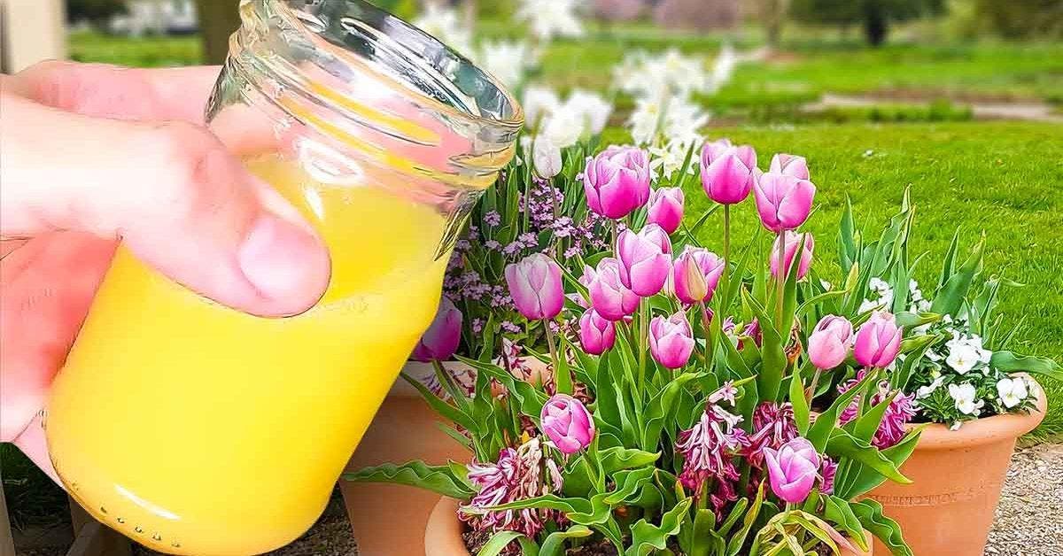 L’astuce des fleuristes pour conserver les tulipes plus longtemps, ajoutez cet ingrédient dans le vase 2 final