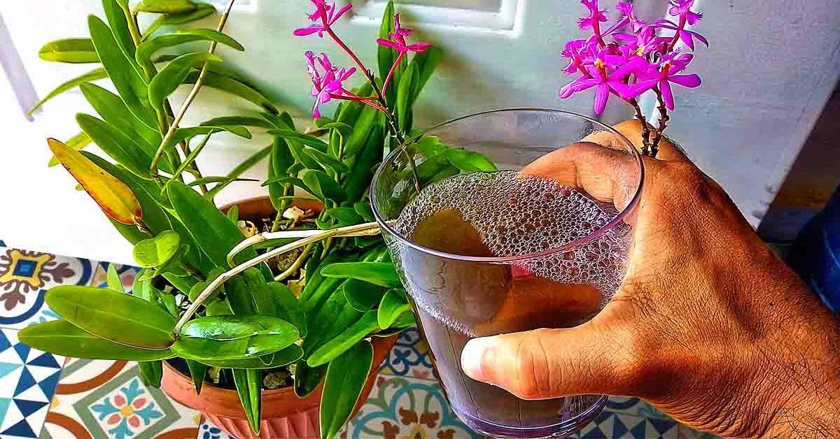 Comprendre les orchidées et savoir les faire refleurir Astuces