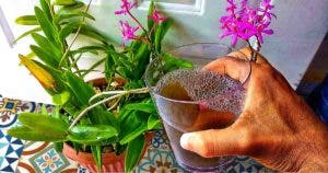 L’astuce des fleuristes pour faire fleurir les orchidées