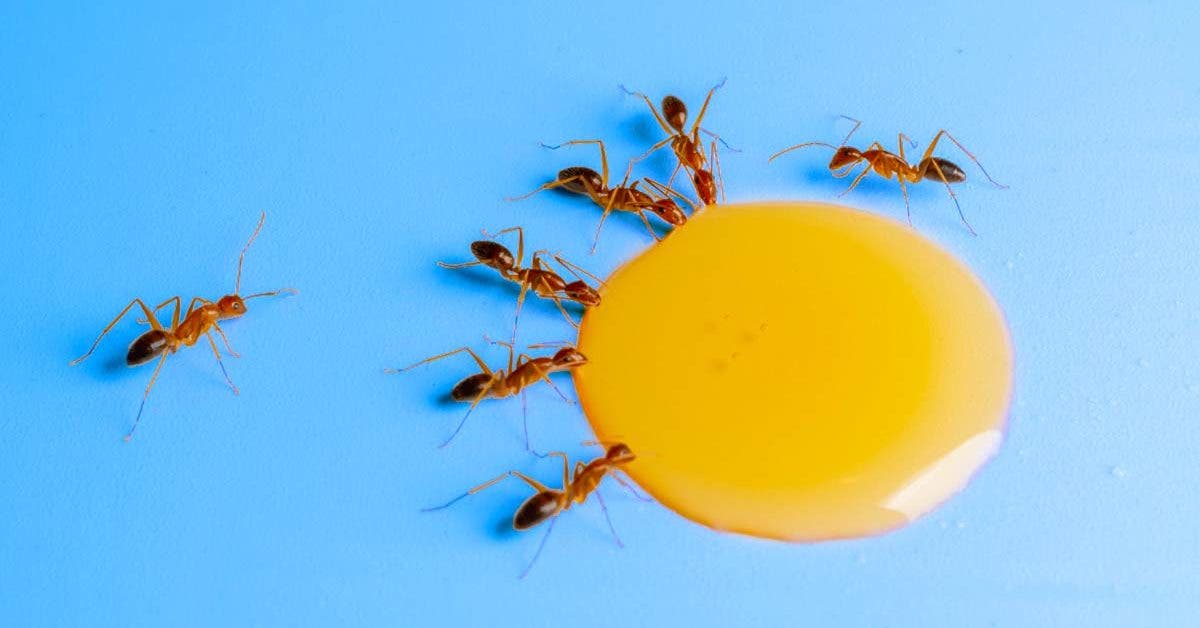 L’astuce du miel pour se débarrasser des fourmis rapidement0001