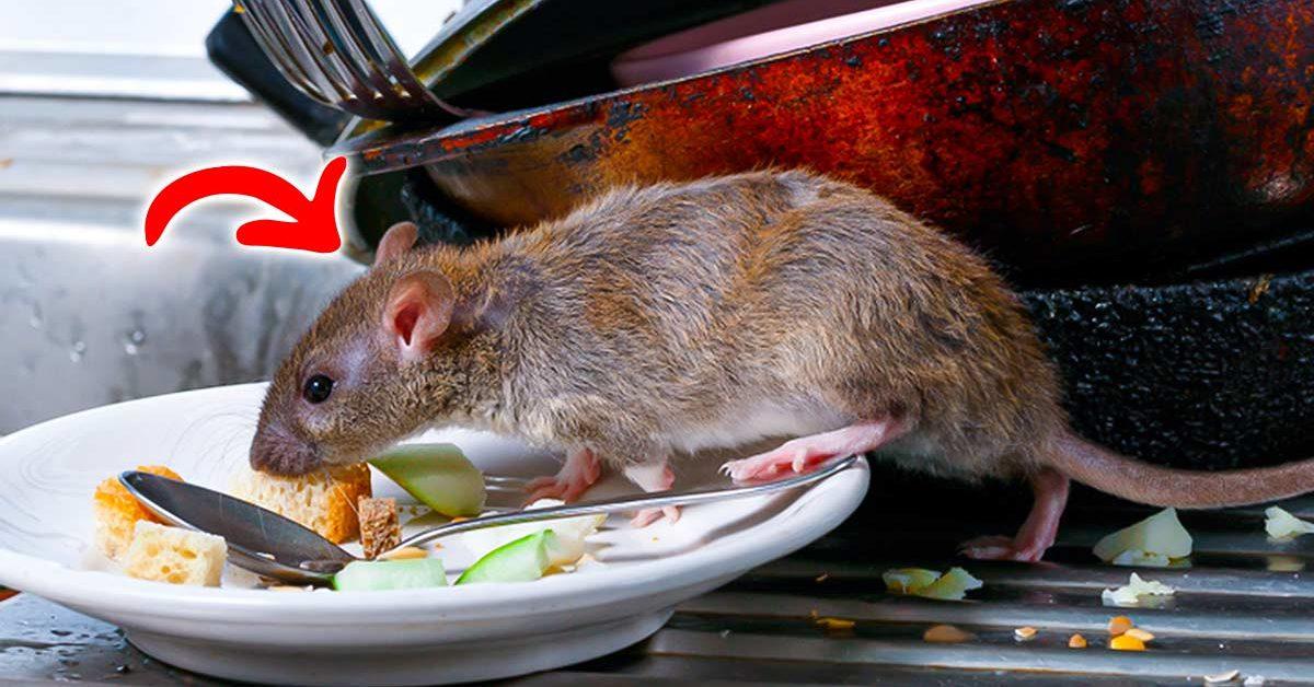 4 astuces pour se débarrasser des souris et des rats à la maison