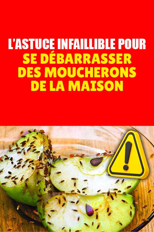 5 astuces pour se débarrasser des moucherons de la maison