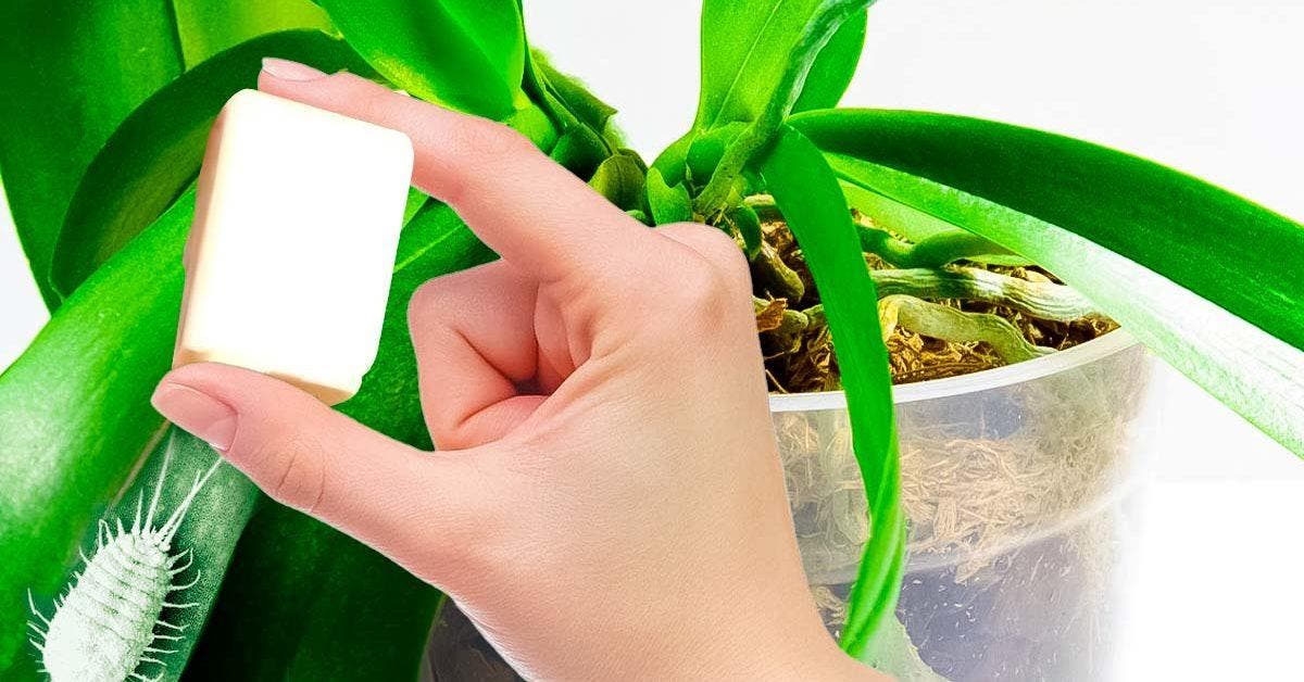 L’astuce magique pour éliminer la cochenille qui attaque vos plantes001