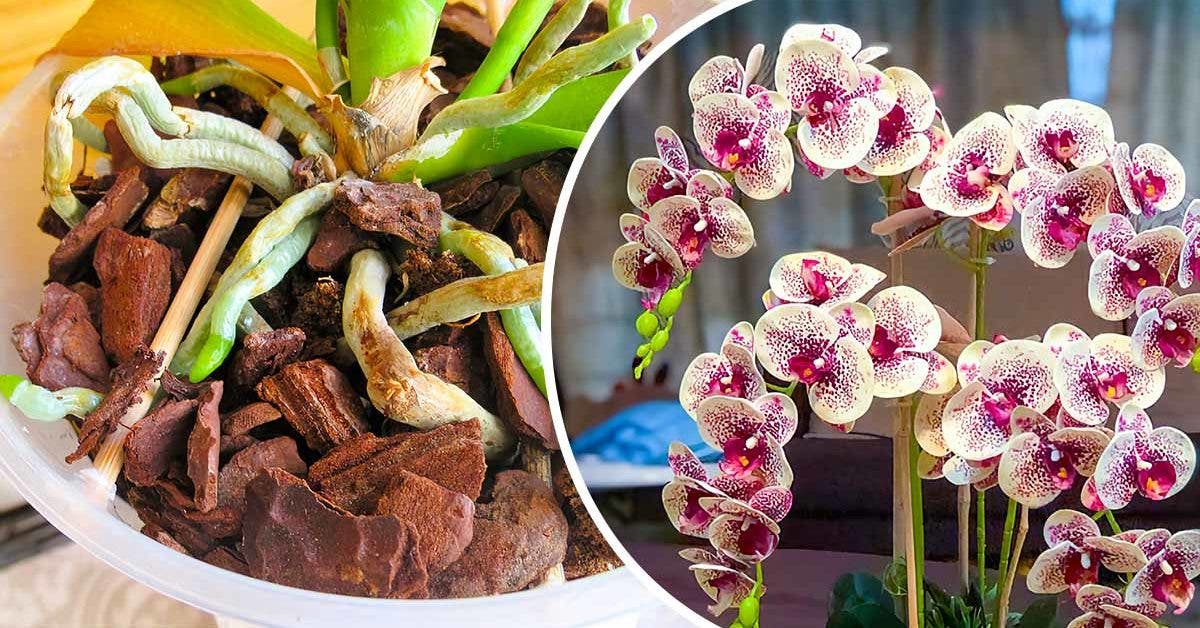 L’astuce magique pour faire revivre une orchidée sèche dont leur fleurs ont fanées