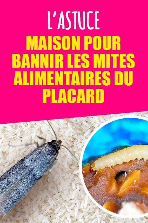 L’astuce maison pour bannir les mites alimentaires du placard