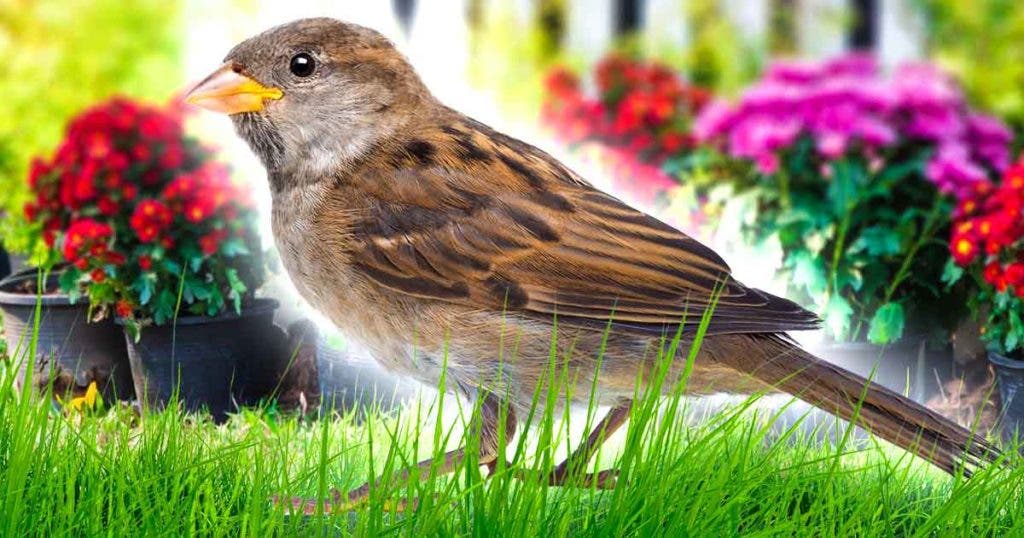 3 astuces pour éliminer la cochenille des plantes