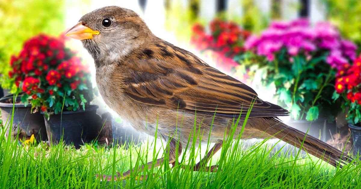 L’astuce pour éloigner les oiseaux du potager001