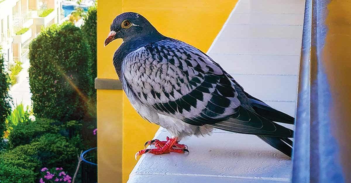 L’astuce pour éloigner les pigeons du balcon - des méthodes simples qui les éloignent pour de bon_