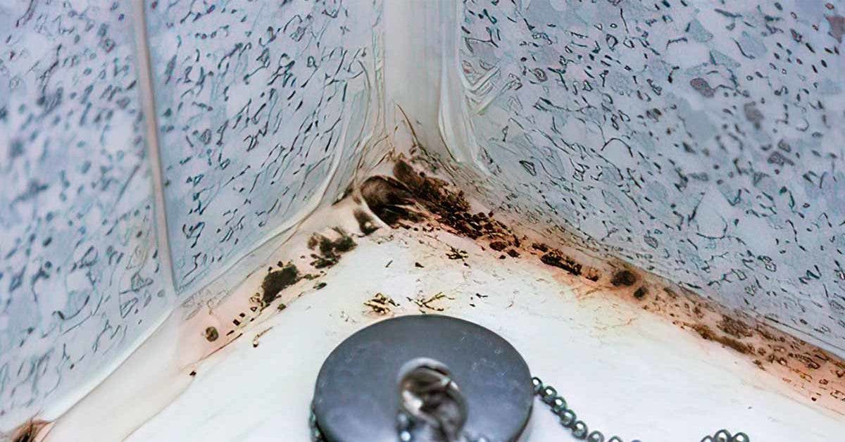 L’astuce pour enlever la moisissure noire de la salle de bain en 30 minutes site final