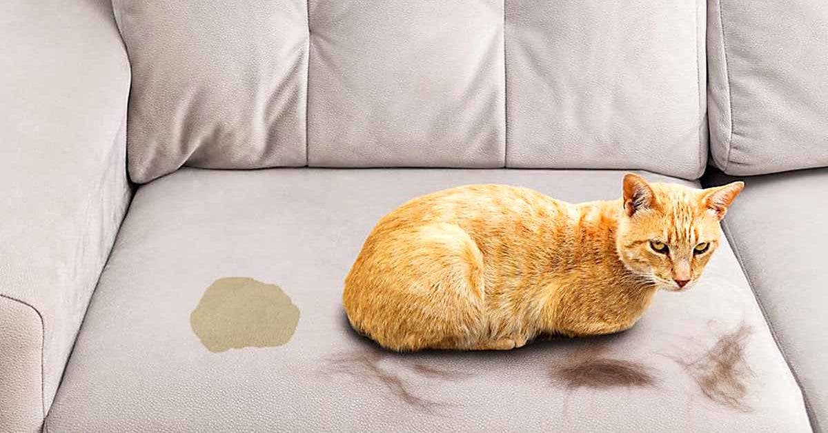 Comment supprimer l'odeur d'urine de chat dans la maison ?