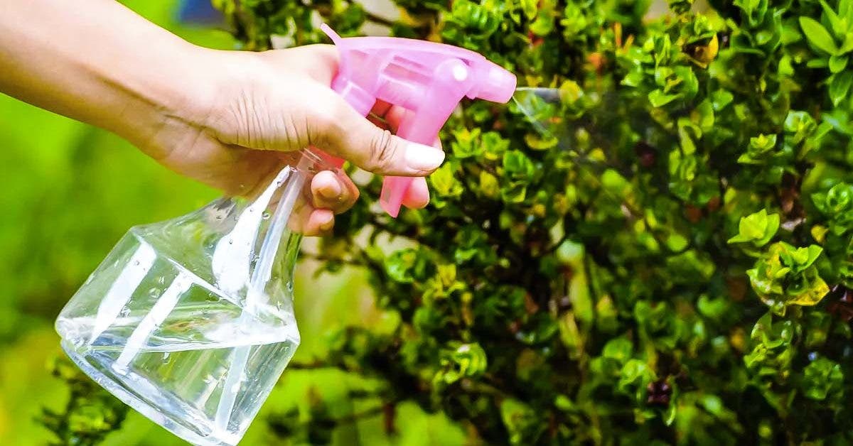 L’astuce pour réaliser un insecticide naturelle à la maison pour protéger vos plantes