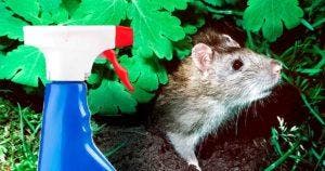 L’astuce pour se débarrasser des rats dans le jardin001