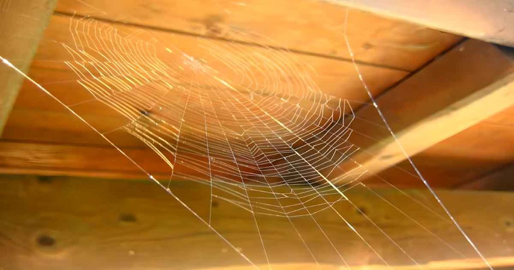 L’astuce pour chasser les araignées pour qu’elles ne reviennent plus à