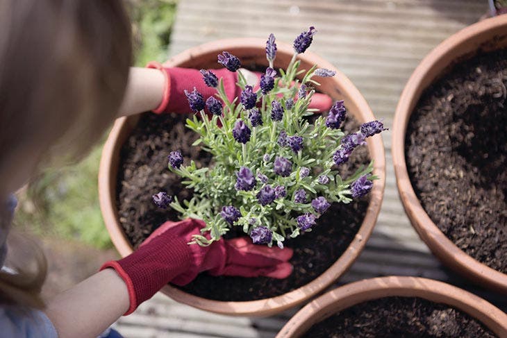 lavanda en maceta