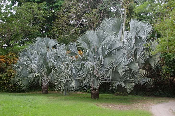 The Blue Palm of Mexico