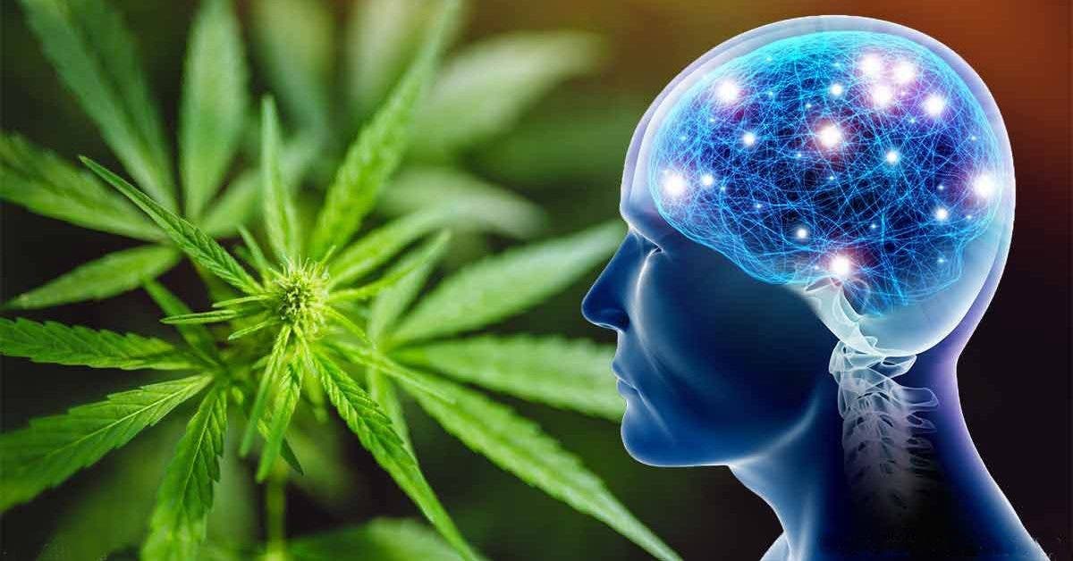 Le cannabis peut aider à régénérer le cerveau