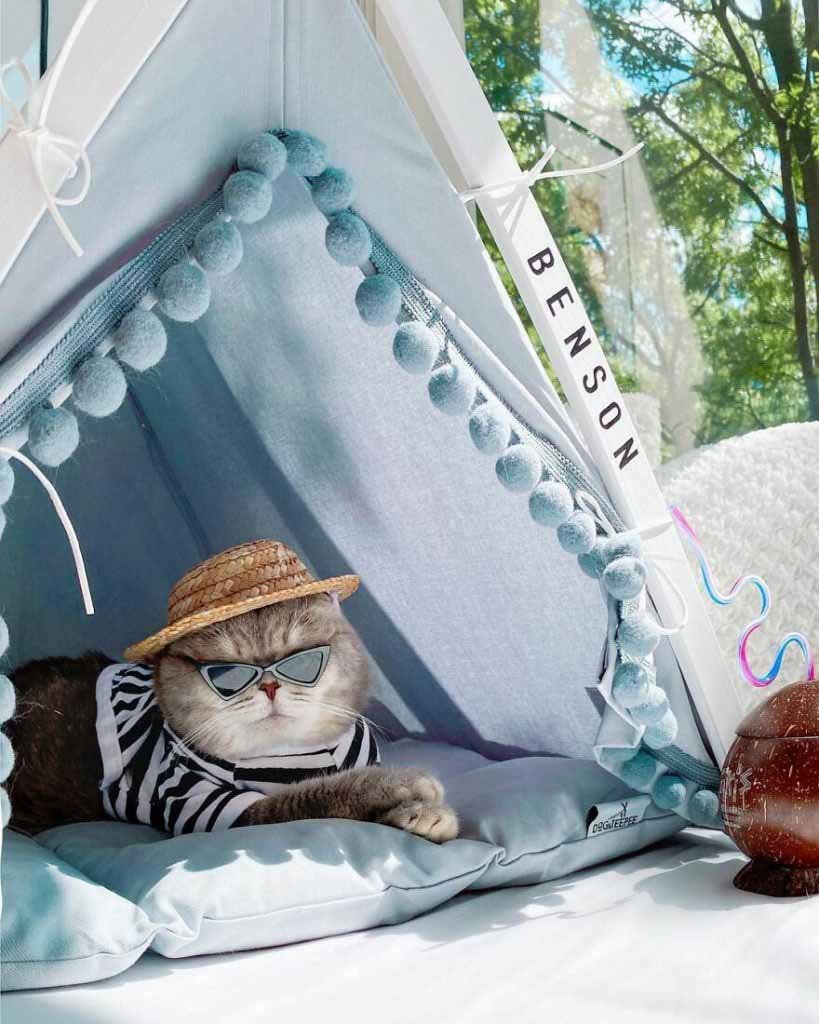 Le chat allongé dans sa tente