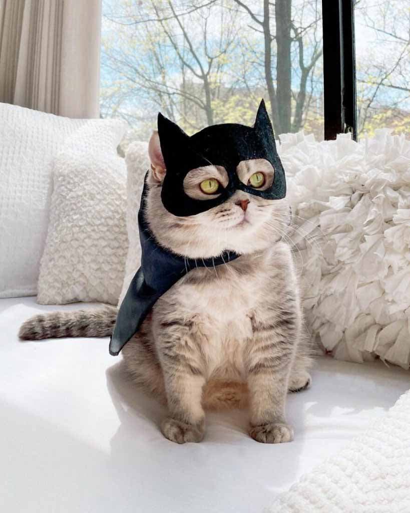 Le chat déguisé en Batman