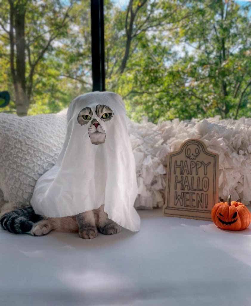 Le chat déguisé pour Halloween